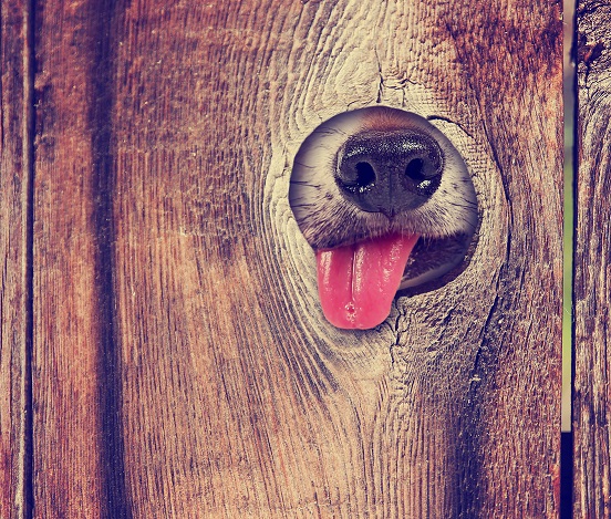 Cómo elegir el alimento ideal para tu perro con La Trufa